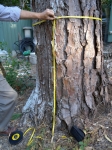 Tree removal applications require a measurement of the tree trunk girth at 1m high