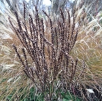 Seed heads on Verbena hastata