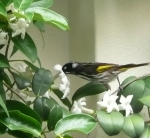 A native honey-eater enjoys the rich nectar in Stephanotis floribunda flowers
