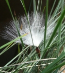 Silky hairs on the Stephanotis seed ensures it is carried far away by wind