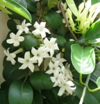 Waxy, white flowers on Stephanotis floribunda have a rich perfume