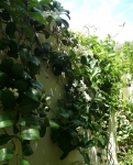 Stephanotis floribunda cascades down over my garden wall