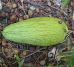 The seedpod from my Stephanotis floribunda is as big as an avocado