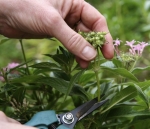 Use flower snips or secateurs to cut of dead flower heads