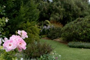 Blushing Iceberg within a mixed garden