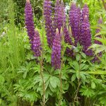 My wife's border - lupins which were of a creamy white not so long ago. Many flowers seem to fall back into their old 'habits'