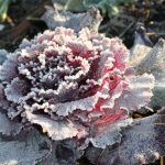 GardenDrum MNankervis frost bejewels my cabbage