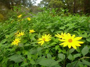 Jerusalem-artichoke-001