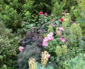 Roses in mixed planting