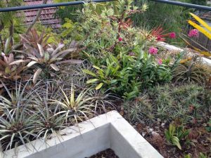 gardendrum pNixon rooftop garden2