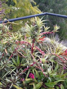gardendrum pnixon rooftop garden4