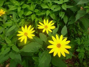 jerusalem-artichoke-002