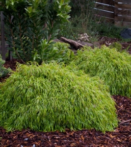 Acacia Fettucini (photo by PMA)