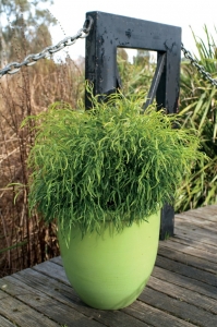 Acacia 'Fettucini' photo from Plant Management Australia