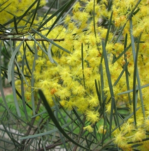 Acacia_cognata Photo by Melburnian