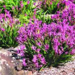 Anigozanthos 'Bush Pearl'