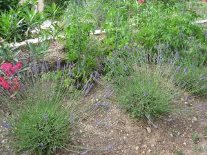 Tomato plants and lavendar combine the edible with the ornamental