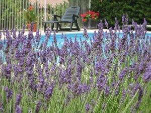 Deep purple lavendar contrasts with brilliant red Pelargonium and the blue of the pool