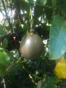 passionfruit