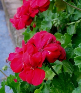 GardenDrum PDudman pelargonium