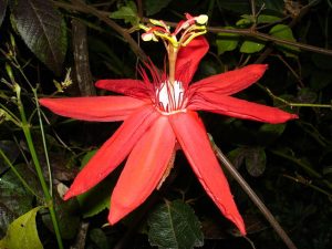 Passiflora-coccinea-Photo by Bouba