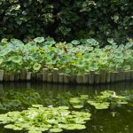 One of the several small lakes scattered through the garden