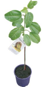 the-sturdy-grafted-black-passionfruit