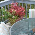 001-c-wl-coleus-in-fall-9-8-12-440x350