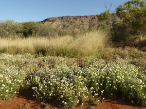 Alice Springs Desert Park