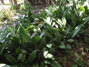 Aspidistra_elatior_var_attenuata_