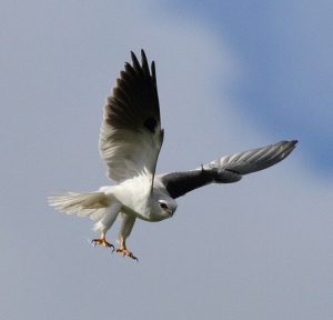 Black shouldered kite in attack Photo Frankzed