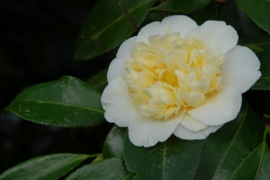 Brushfields Yellow_3