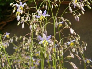 Dianella-Goddess