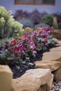 H. Penny's Pink 056