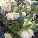 Helleborus 'Betty R'