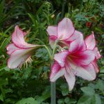 Hippeastrum 'Temptation'