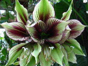 Hippeastrum papilio Photo by Clyde Robinson
