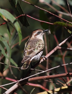 Horsefields bronze cuckoo Photo by Frankzed