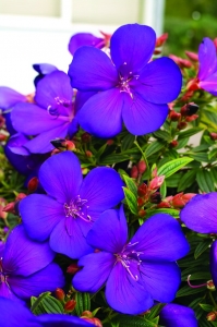 Tibouchina 'Groovy Baby'