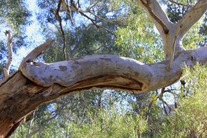 Red_gum_repair