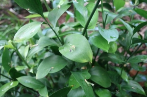 Ruscus aculeatus