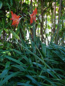 Starr_061231-3066_Hippeastrum_striatum