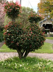 Topiary chook, Sydney NSW