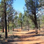 Wilpena Pound Callitris forest