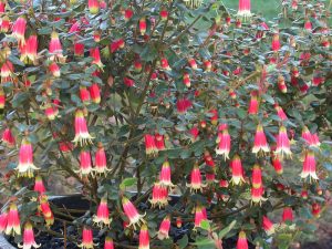 c_canberrabells_03