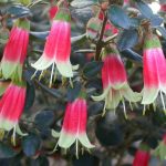 c_canberrabells_04