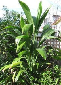 cordyline-petiolaris