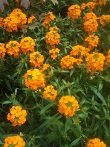 fragrantwallflower
