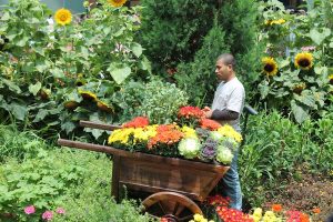 A gardener attends a tomato bush in the Autumn Harvest display