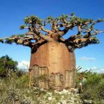 Adansonia rubrostipa